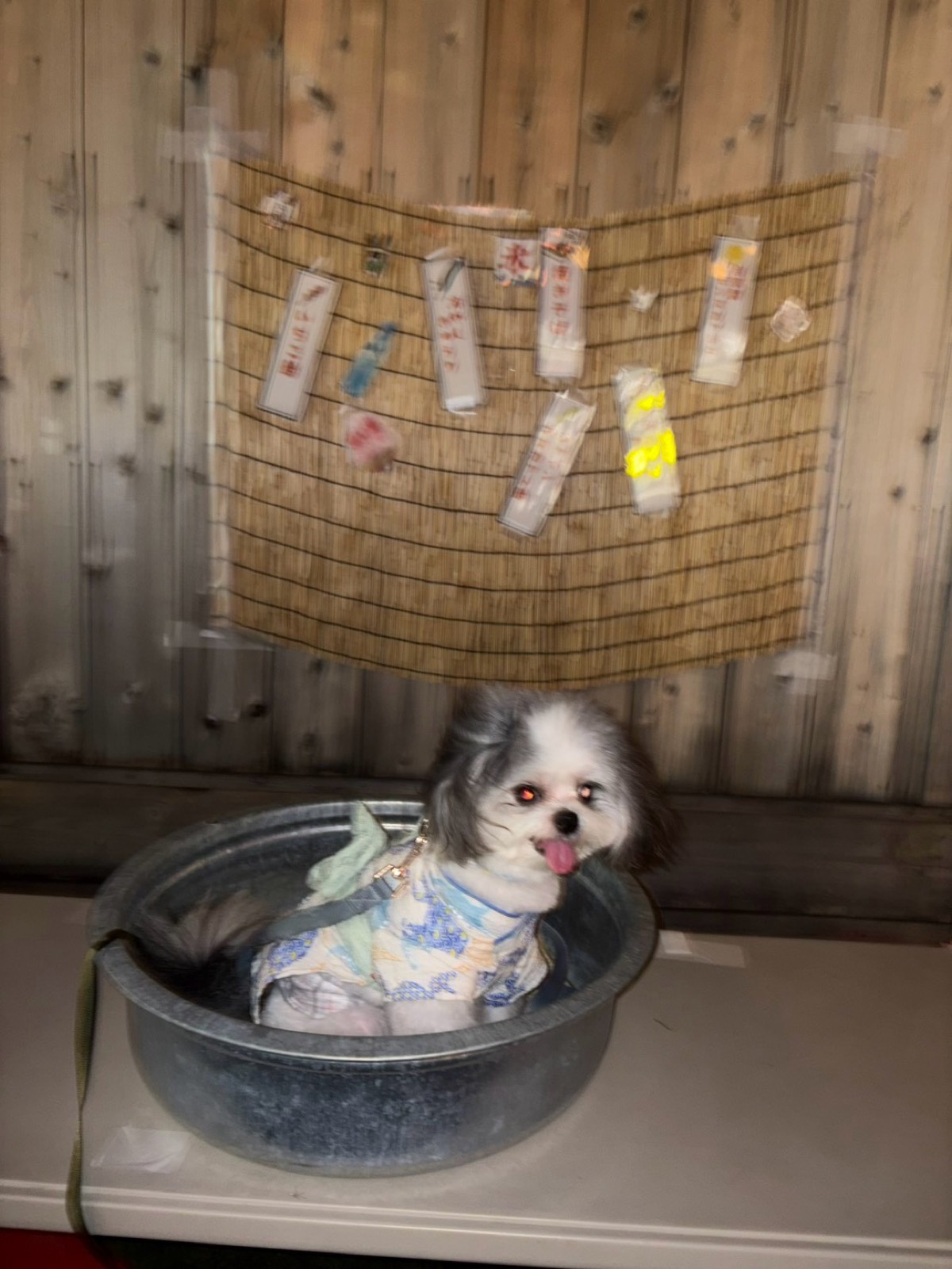 たらいの中のもふる