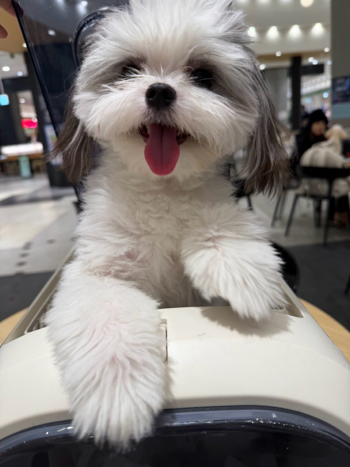 人を見上げるもふる