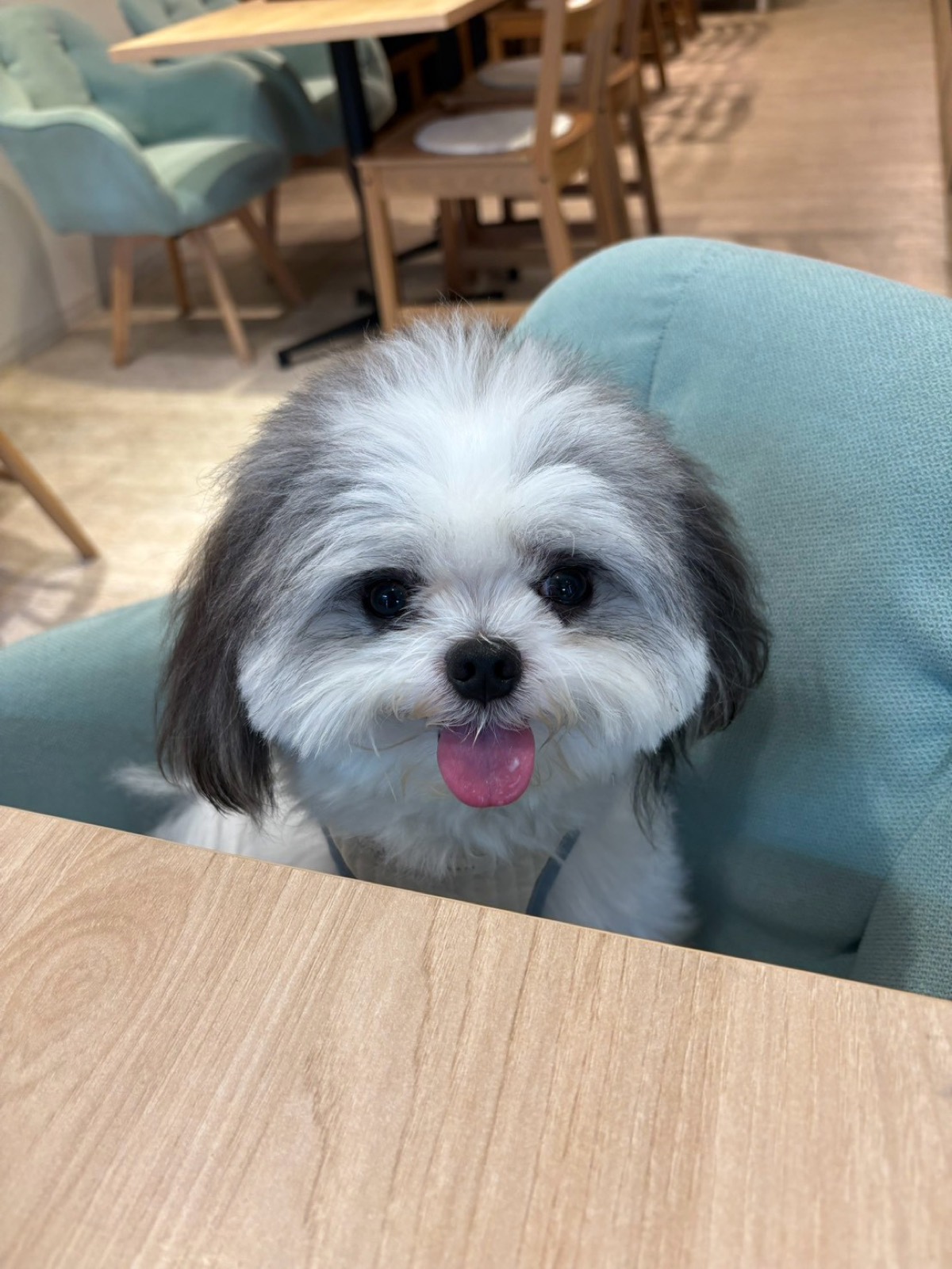 カフェの椅子に座るもふる