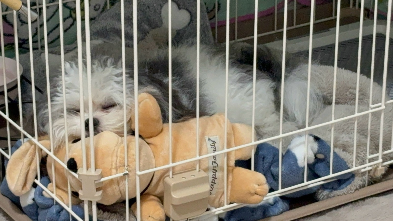 ぬいぐるみと眠るもふる