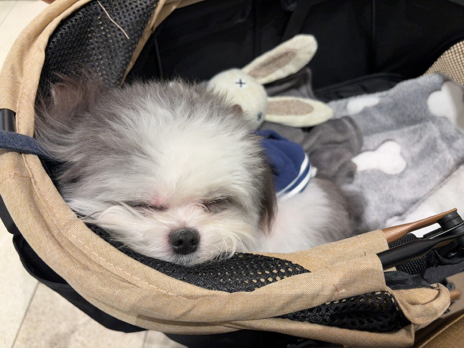 キャリーバッグの中で眠るもふる