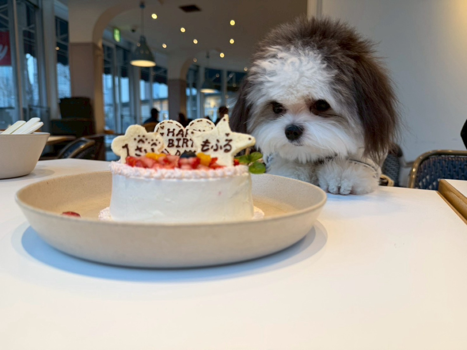 バースデーケーキを見つめるもふる