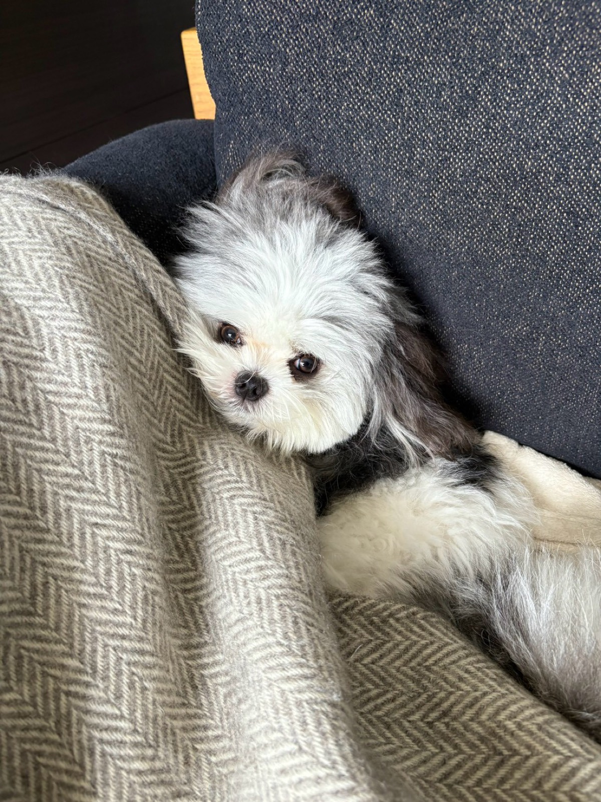 ブランケットにくるまるもふる