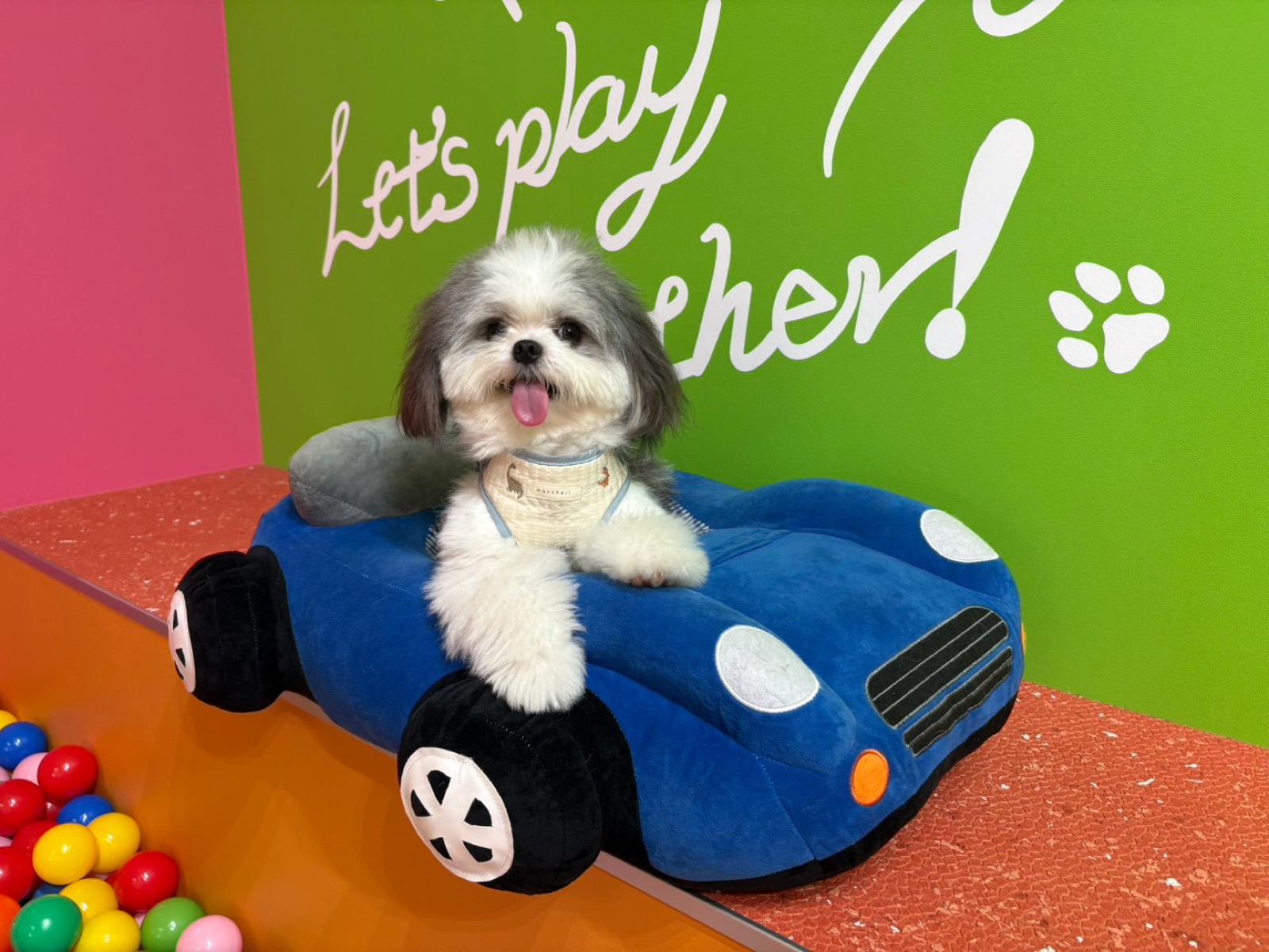 ドッグカフェで車のベッドに乗るもふる